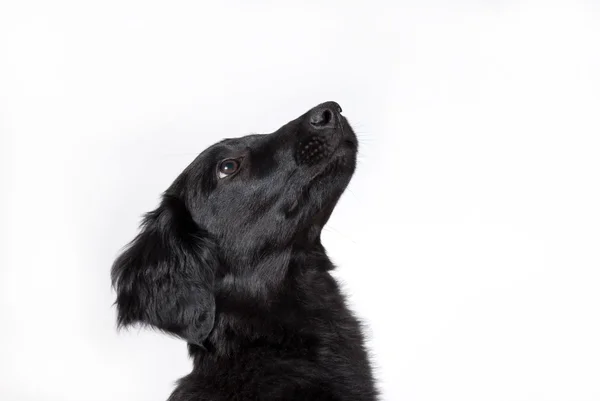 Ein neugieriger Hund — Stockfoto