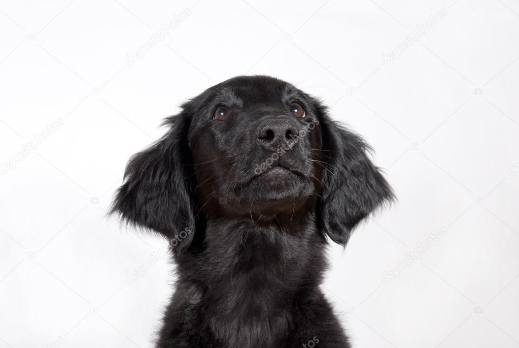 a black puppy