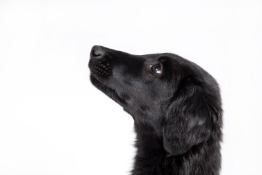 gözlemci siyah köpek y