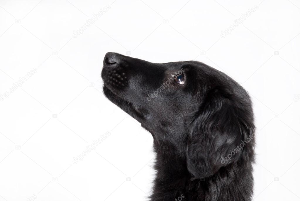 observant black puppy