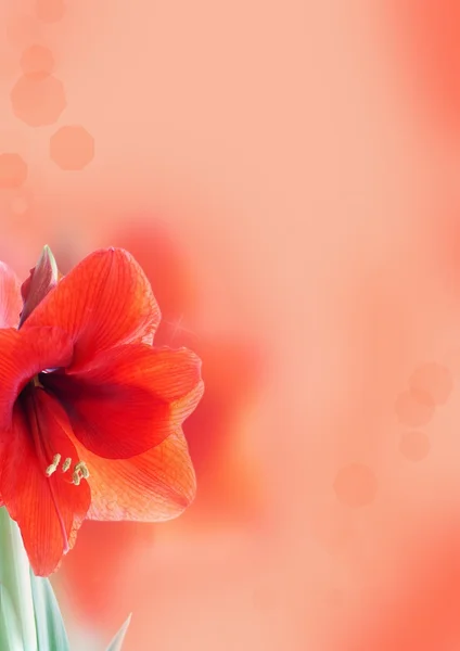 Background with amaryllis flower — Stock Photo, Image