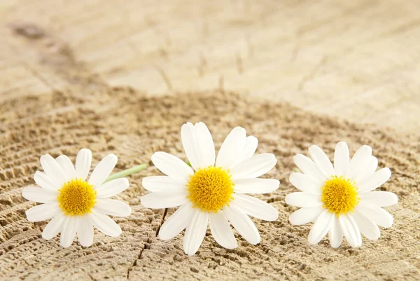 Flowers on wood — Stock Photo, Image