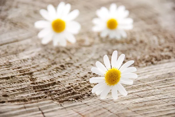 Three blossoms — Stock Photo, Image