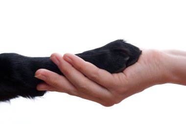 köpek ve el arasında karşılıklı