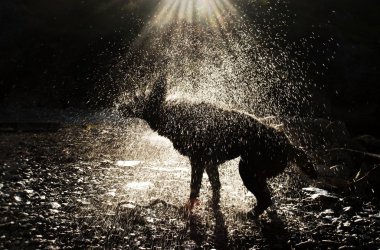 sallama köpek