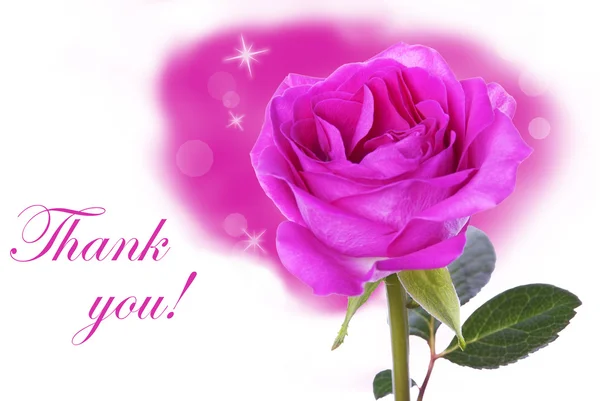 Růžová růže s Děkuji — Stock fotografie
