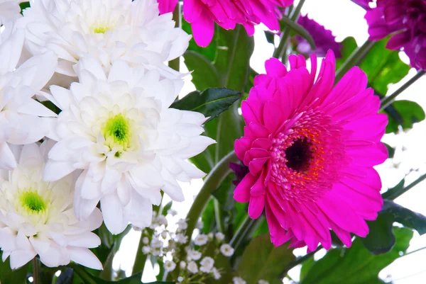 Kwiaty w szczegółach — Zdjęcie stockowe