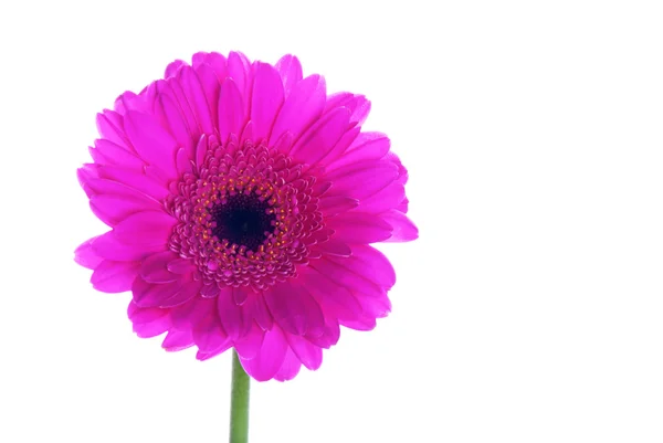 En enda gerbera — Stockfoto