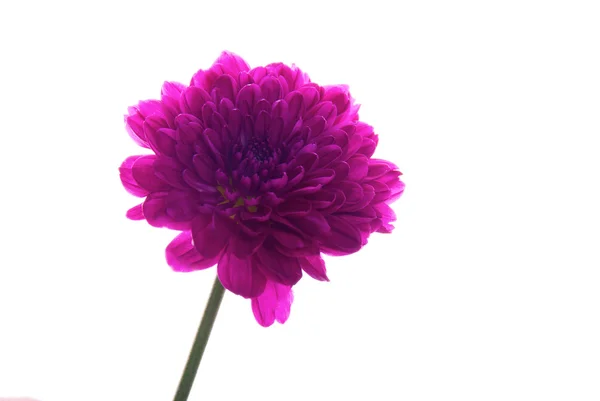 Jediný Fialový květ — Stock fotografie