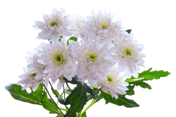 Bouquet of White Flowers — Stock Photo, Image