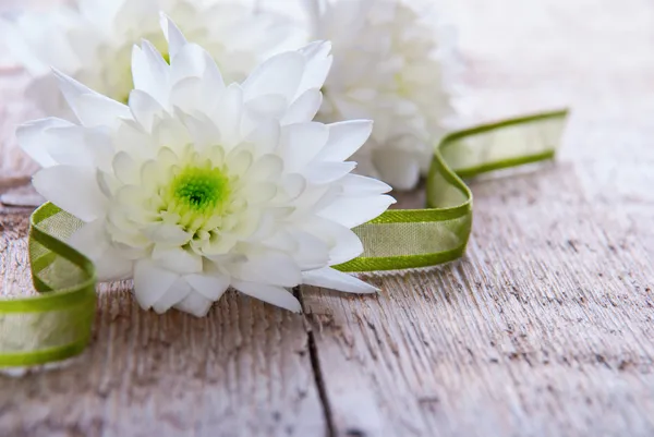 Fondo blanco verde —  Fotos de Stock