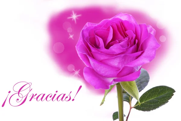 Pink Rose with Gracias — Stock Photo, Image