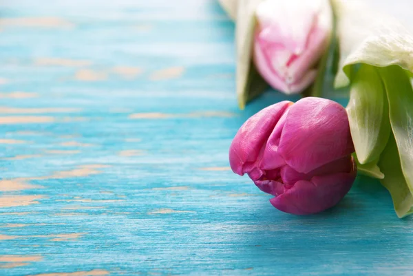 Rosa tulip — Stockfoto