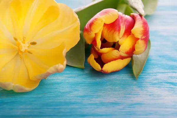 Zwei Tulpen — Stockfoto