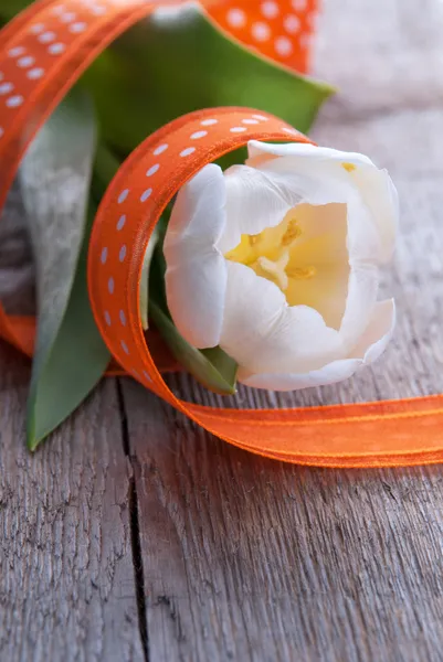 White Tulip — Stock Photo, Image