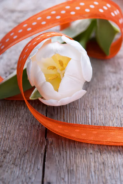 Tulipán como fondo de Pascua — Foto de Stock