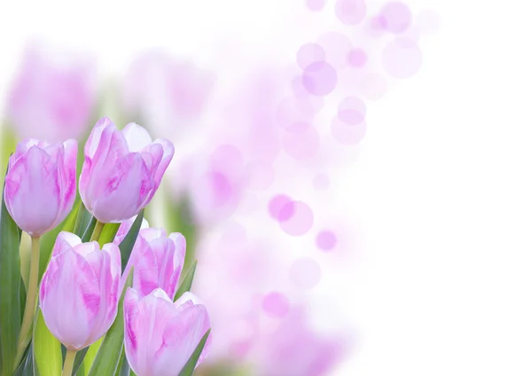 Rosa Blume Hintergrund — Stockfoto