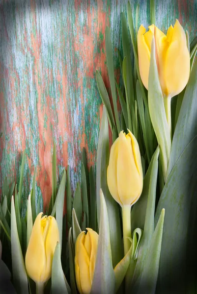 Tulpenhintergrund — Stockfoto
