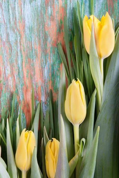 Gelbe Tulpen — Stockfoto