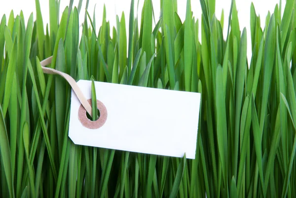Blank Label in Grass — Stock Photo, Image