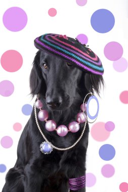 taşıyan dişi köpek