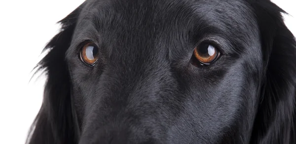 Olhos de cães — Fotografia de Stock