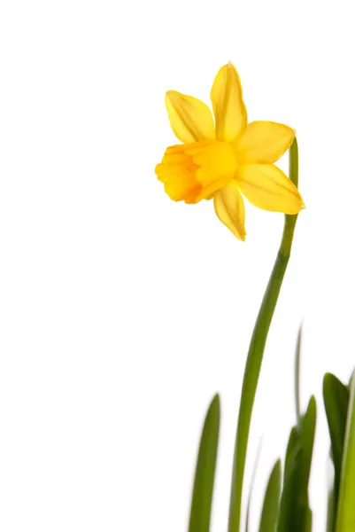 Yellow Narcisse — Stock Photo, Image