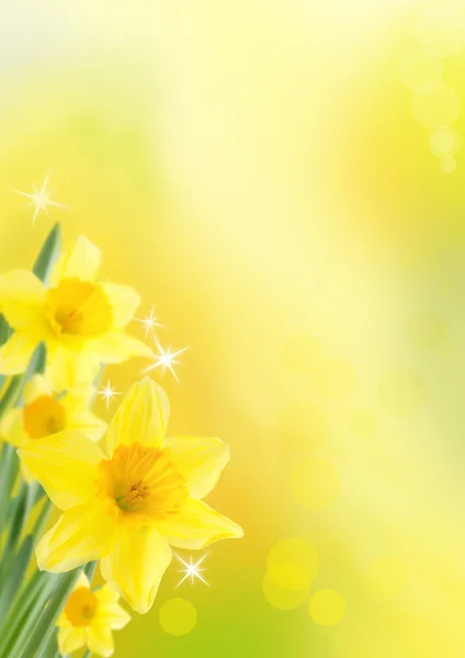 Fundo daffodil — Fotografia de Stock