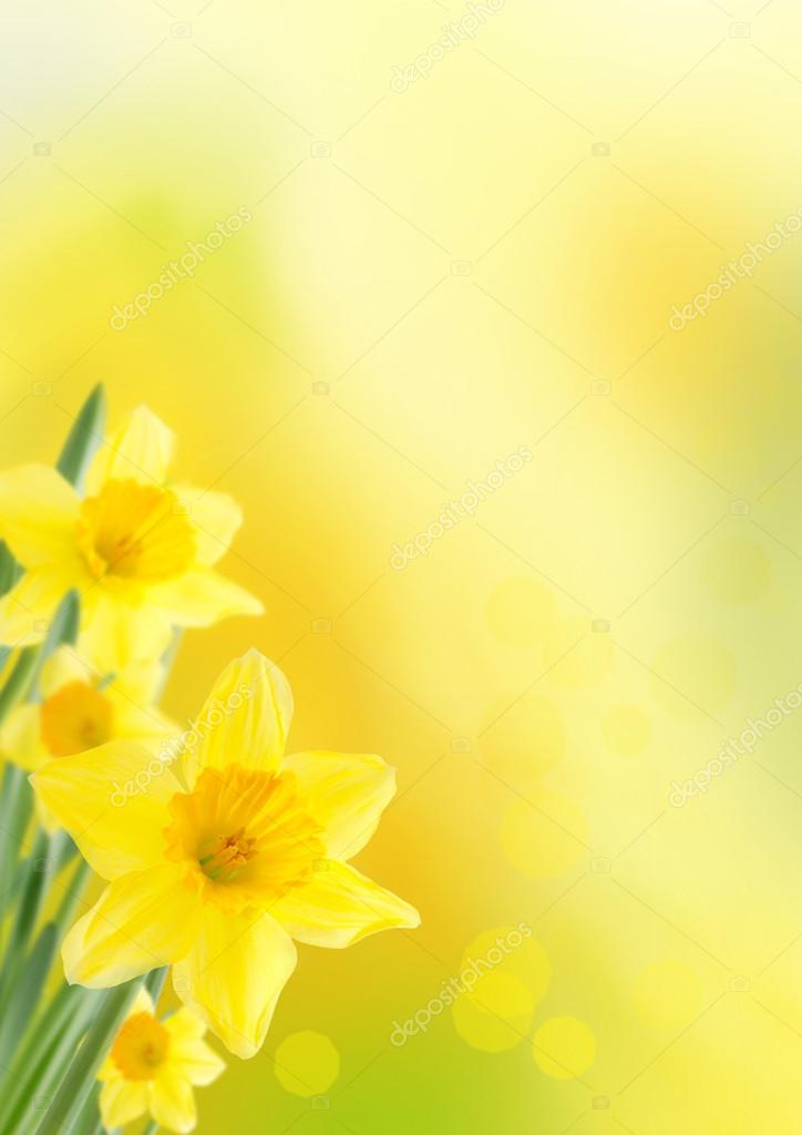 Background with Daffodils — Stock Photo © Nelosa #42176857