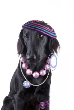 bayan-köpek