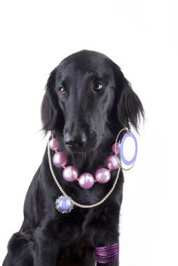 Takı ile köpek
