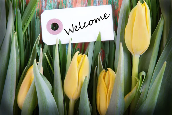 Tulip Background with Welcome — Stock Photo, Image
