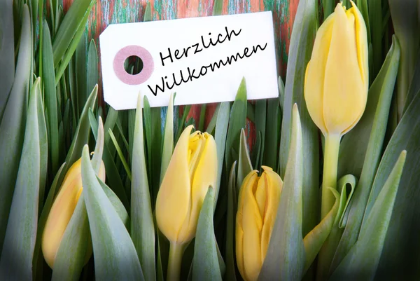 Fundo tulipa com Herzlich Willkommen — Fotografia de Stock