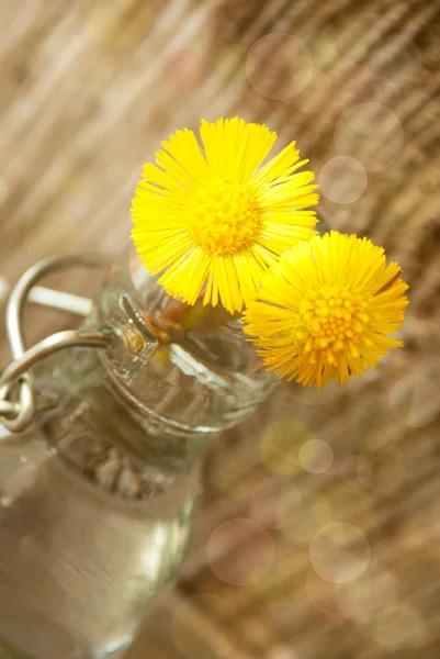 Gelbe Blüten in der Sonne — Stockfoto