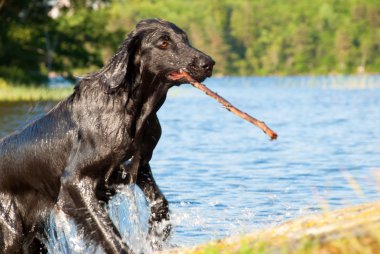 Sudan gelen bir köpek