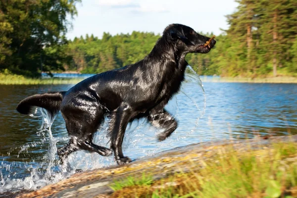 Pes běží z vody — Stock fotografie
