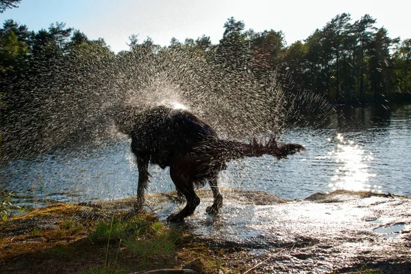 Shaking Dog — Stock Photo, Image