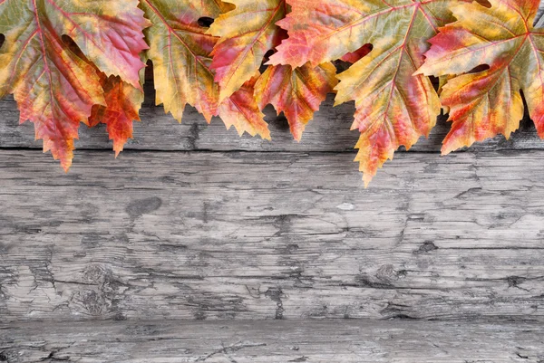 秋天的树叶，在木头上 — 图库照片