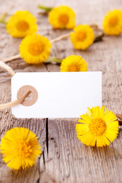 Banner em branco com flores — Fotografia de Stock