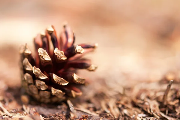 Fir Cone as Autumn Background — Stock Photo, Image