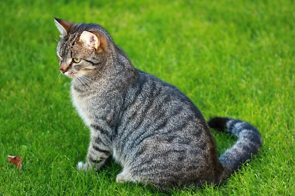 Tabby cat — Stock Photo, Image