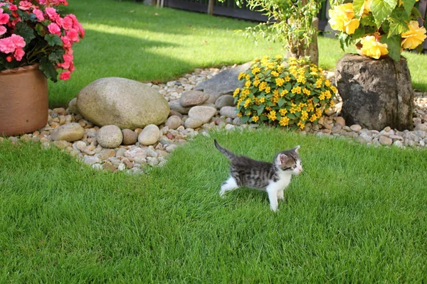 Little kitty — Stock Photo, Image