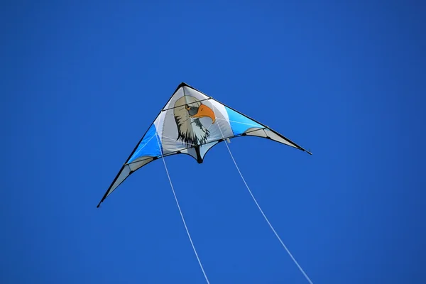 Cerf-volant aigle — Photo