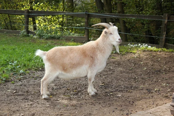 Koza uprawiane biały — Zdjęcie stockowe