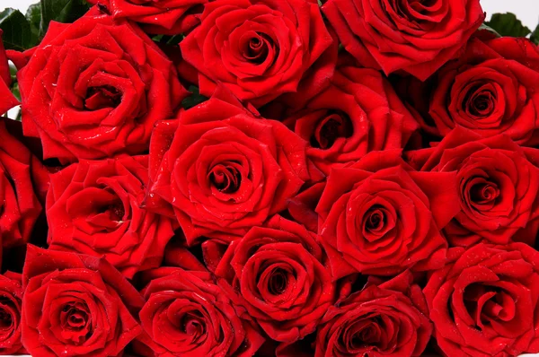 Rose rosse — Foto Stock