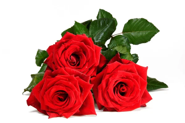 Rose rosse — Foto Stock