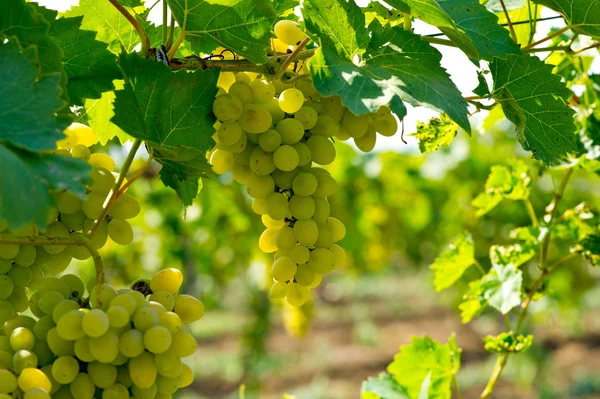 Грона винограду Ліцензійні Стокові Фото