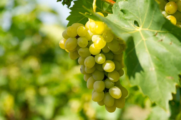 Racimo de uvas Fotos de stock libres de derechos