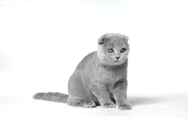 Gato gris — Foto de Stock