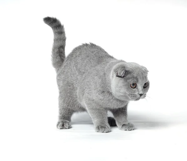 Gato gris —  Fotos de Stock